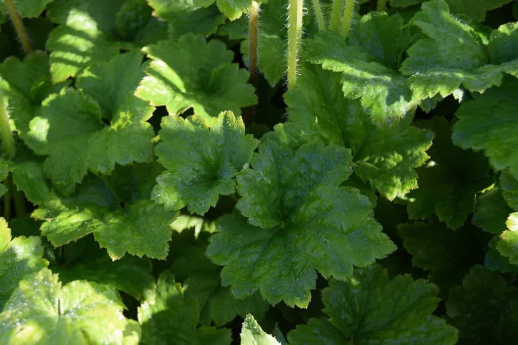 Tellima grandiflora ---